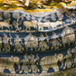 Blue Black Sri Rama Kalyanam Kalamkari Saree - 024